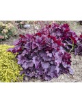Heuchera hybrida ’Wild Rose’